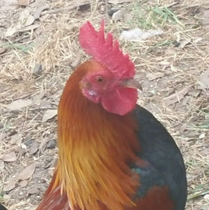 Meet your Posher, Victoria